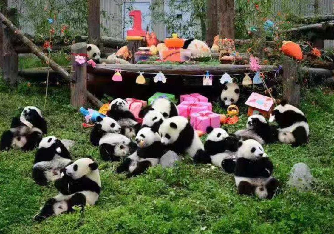 Chengdu Panda Base