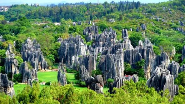 Stone Forest